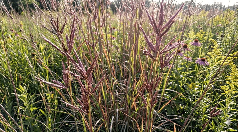 Big Bluestem